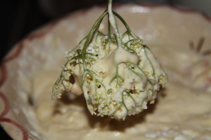 czarny bez