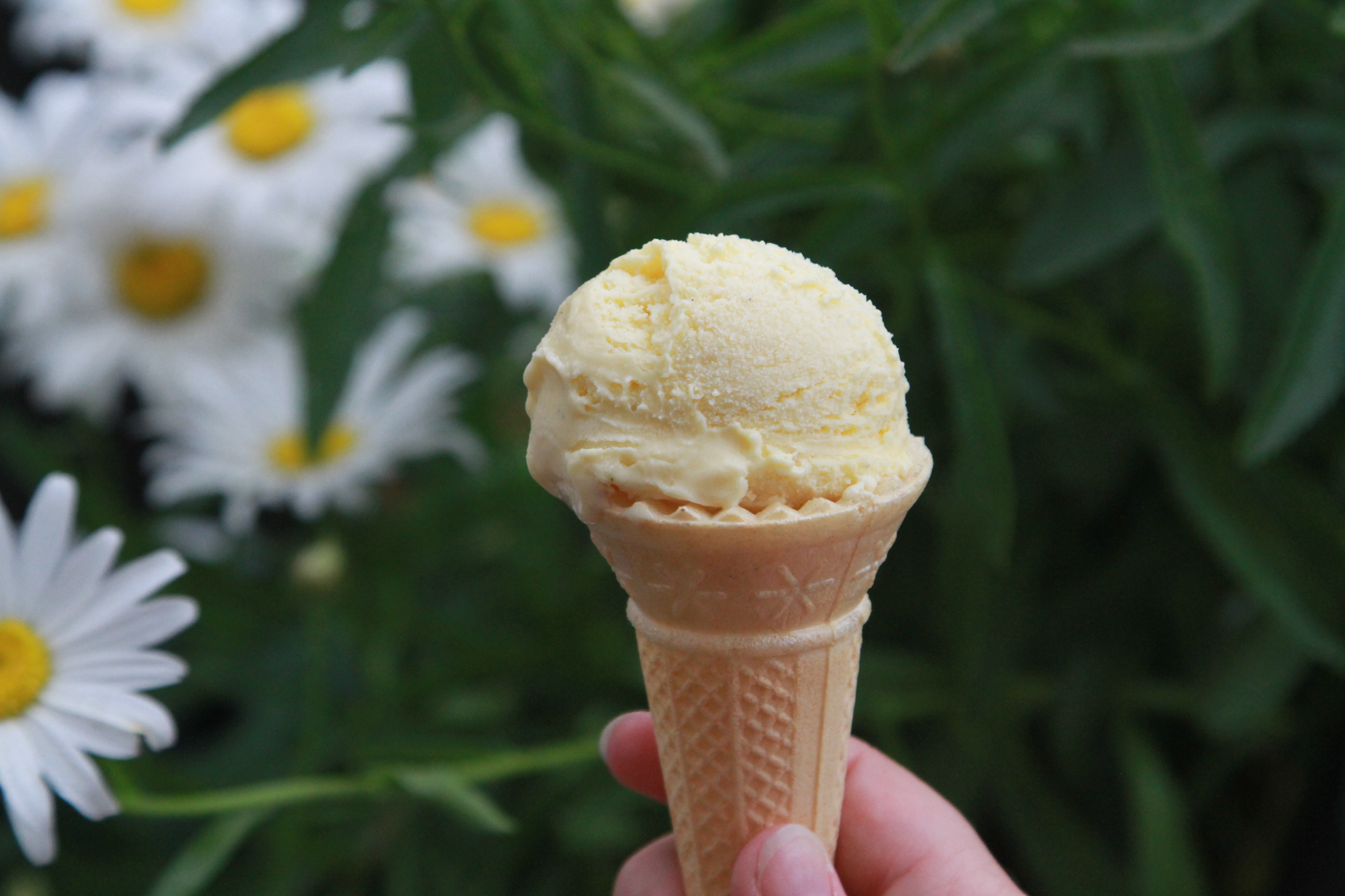 lody mocno waniliowe